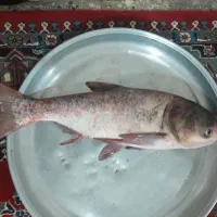 ماهی غزل سفید  بدون استخوان  زنده وتازه|خوردنی و آشامیدنی|الیگودرز, |دیوار