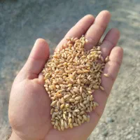 گندم بذری قابوس