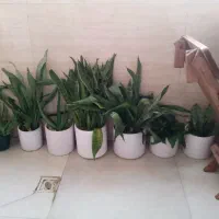 گل سانسوریا پاکوتاه|گل مصنوعی|کرج, گلشهر|دیوار