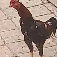 خروس لاری نژاد دار