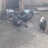 شش عدد بوقلمون