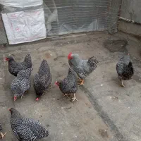 تخم مرغ امروک اصل ومولد