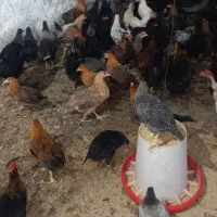 فروش جوجه مرغ گلپایگان 3.5ماهه