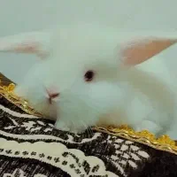 بچه خرگوش لوپ پشمالو