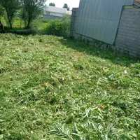 علف زن ..چمن زنی.در خمام وانزلی
