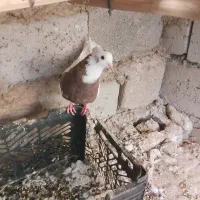 کبوتر طوقی ماده