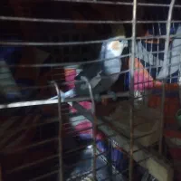 عروس هلندی دوعدد نر|پرنده|پاکدشت, پاکدشت (مامازند)|دیوار