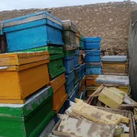 فروش کندو و طبق|حیوانات مزرعه|محمدبار, |دیوار