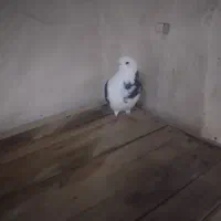 کفتر|پرنده|اسلام‌‌آباد غرب, |دیوار