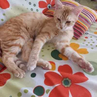 واگذاری گربه نارنجی یک ساله