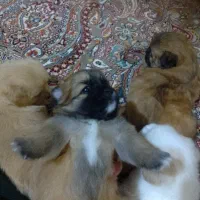 سگ.|سگ|همدان, |دیوار