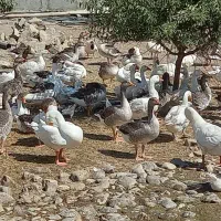 غاز محلی دو ساله و سه ساله|حیوانات مزرعه|ارومیه, |دیوار