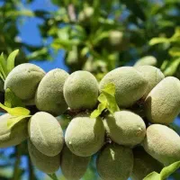 پیش فروش نهال بادام مامایی رقم سنگی