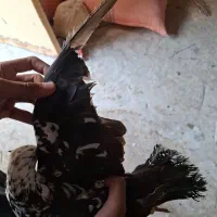 کبوتر گوره ای|پرنده|برازجان, |دیوار