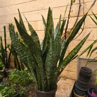 سانسوریا یوکا لیندا