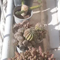 کاکتوس|گل و گیاه طبیعی|محمدشهر, محمدشهر|دیوار