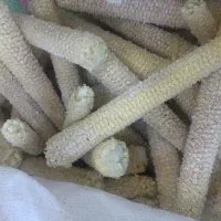 پوست و چوب بلال