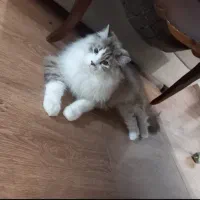 گربه بریتیش