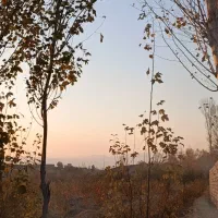 باغ شلیل سه ساله|فروش دفتر صنعتی، کشاورزی، تجاری|مشگین شهر, |دیوار