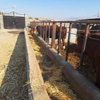 سمینتال نر شرابی نژاداصیل|حیوانات مزرعه|میانه, |دیوار