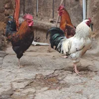 خروس|حیوانات مزرعه|تاکستان, |دیوار