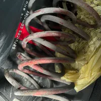 بورژون لنزو