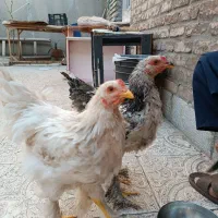 نیمچه برهما