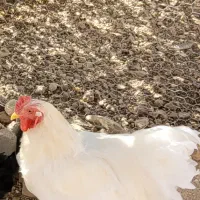 فروش انواع پرندگان زیبا و تخم گذار محلی و خارجی