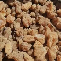 گیاه ثعلب قلوه و پنجه