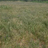 بذر قره یونجه|خدمات باغبانی و درختکاری|شیراز, دارالرحمه|دیوار