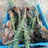 فروش انواع پاچوش ونخل کامل درخت خرما...|خدمات باغبانی و درختکاری|اردکان, |دیوار