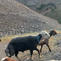 قوچ  بی گوش کله سفید