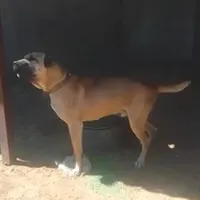 سگ نگهبانن
