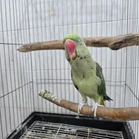 شاه طوطی نر دستی سخنگو|پرنده|آبیک, |دیوار