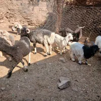 ۱۱۱|حیوانات مزرعه|مسجد سلیمان, |دیوار