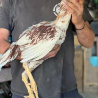 جوجه مرغ و خروس .  درجه ی یک