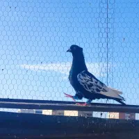 سینه سیاه گلدار بازی کن