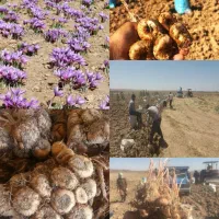 پیاز زعفران درجه 1