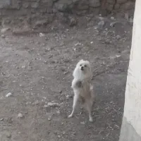 پامر روباهی