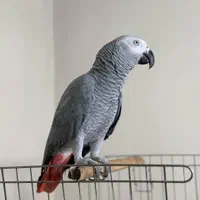 کاسکو ۲ ساله فول دستی قران خوان نماز خان درشت|پرنده|تهران, هفت چنار|دیوار