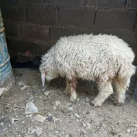 طلی للبیع
