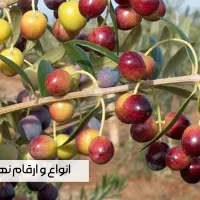 فروش بهترین نوع نهال زیتون از همه رقم باارسال فوری