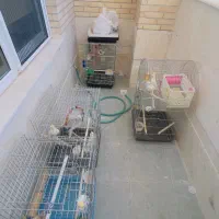 معاوظه عروس هلندی دستی با سهره نر کشیده یا قناری