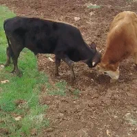 گاو نر مخصوص قوچ