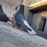 نر ماده زاغ دم اسبی|پرنده|خرم‌آباد, |دیوار