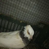 کفتر|پرنده|خرمشهر, |دیوار