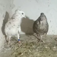 یک جفت دم سفید|پرنده|مسجد سلیمان, |دیوار