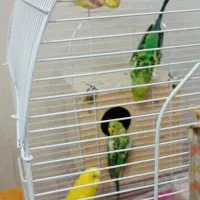 فروش کوتوله برزیلی و مرغ عشق