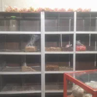 بوفه قفسه صندلی میز|فروشگاه و مغازه|شیراز, تندگویان|دیوار