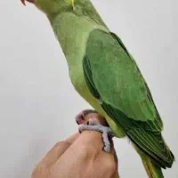 گمشده مشتاق